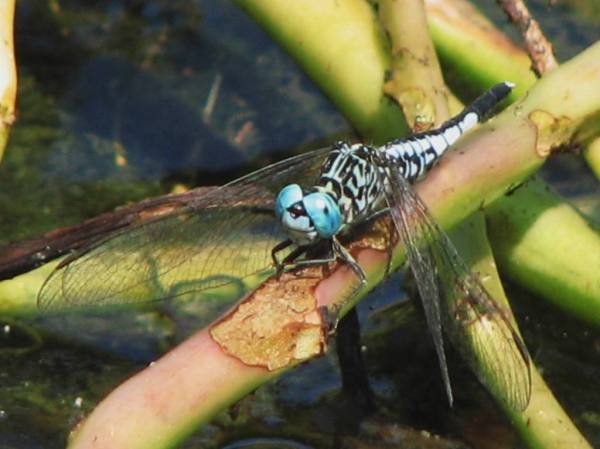 Capung Odonata Sulawesi 10B